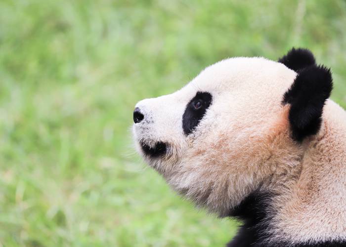 成都租45座大巴一天多少钱？别急着问价，这些坑先避开！-第2张图片-成都租车公司